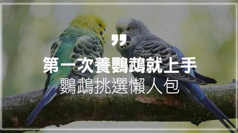 好養的鳥|第一次養鸚鵡就上手！鸚鵡種類介紹、挑選懶人包 